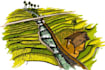 draw your landscape design perspectives and sketches