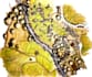 draw landscape plans, section and elevations