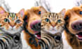 upsize, upscale and increase the resolution of your image