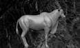 sculpt 3d animal model animal animation animal character chibi for 3d printing