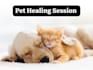 do pet healing with emotion and body code