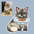draw cute sticker art of your pets