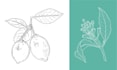 create detailed botanical vector line art illustrations
