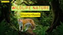 create copyright free wildlife nature shorts for tiktok creativity program