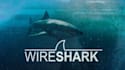 do wireshark analysis and report
