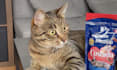 create a ugc video with cat