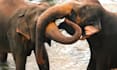 create 100 monetizable original elephant videos for youtube