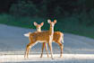create wildlife animals copywrite free documentary videos