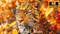 create wild animals videos ,animals documentary videos for youtube