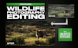 edit and retouch your wildlife photography