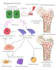 make scientific illustrations for you