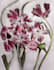 create a nature or scientific illustration