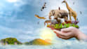 create and upload 4k wildlife, animal videos for youtube channel with SEO
