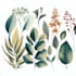 draw botanical illustrations of flowers