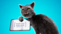 customize angry cat logo intro