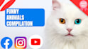 create funny animal videos and pets compilation for youtube and fb