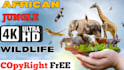 create wildlife  animals copyright free videos for youtube