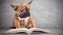 help proofread documents and essays
