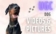 create unique ugc with my dog
