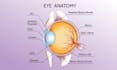 do medical, anatomical, and science illustrations