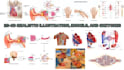 make medical illustration, animation, sketch, diagram and models