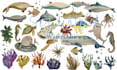 create a watercolor to enchant with its beauty