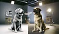 make your dog talk with stunning vfx for your videos
