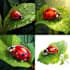 create a beautiful insect clipart