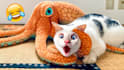 create funny animal videos for youtube