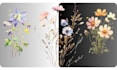 remove your watercolor background for cliparts