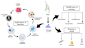 craft graphical abstracts illustrations and figures