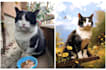 create a watercolor portrait of your pet using ai
