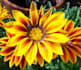 create written gardening content