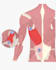draw human anatomy and muscular system