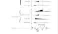 digitally engrave any kind of contemporary music