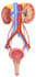 medical illustration samples 2