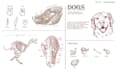 draw professional anatomical drawings for animals