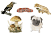 paint your pets, birds, plants and illustrations