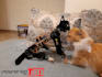 do robotic dog or cat project codding for you