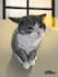 make a digital painting of your pet