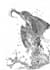draw birds with handsketch and stunning details