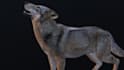 animate your custom 3d creature