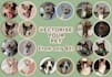 create a professional vector pet illustration