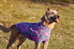 model your dog products with my australian cattle dog