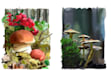 draw nature, animals, landscapes