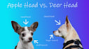 write a 500 word pet article for you