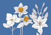 create amazing botanical vector line art illustration
