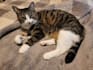 create a ugc video with my pet cat