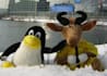 configure your linux server