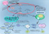 design scientific figure and graphical abstract